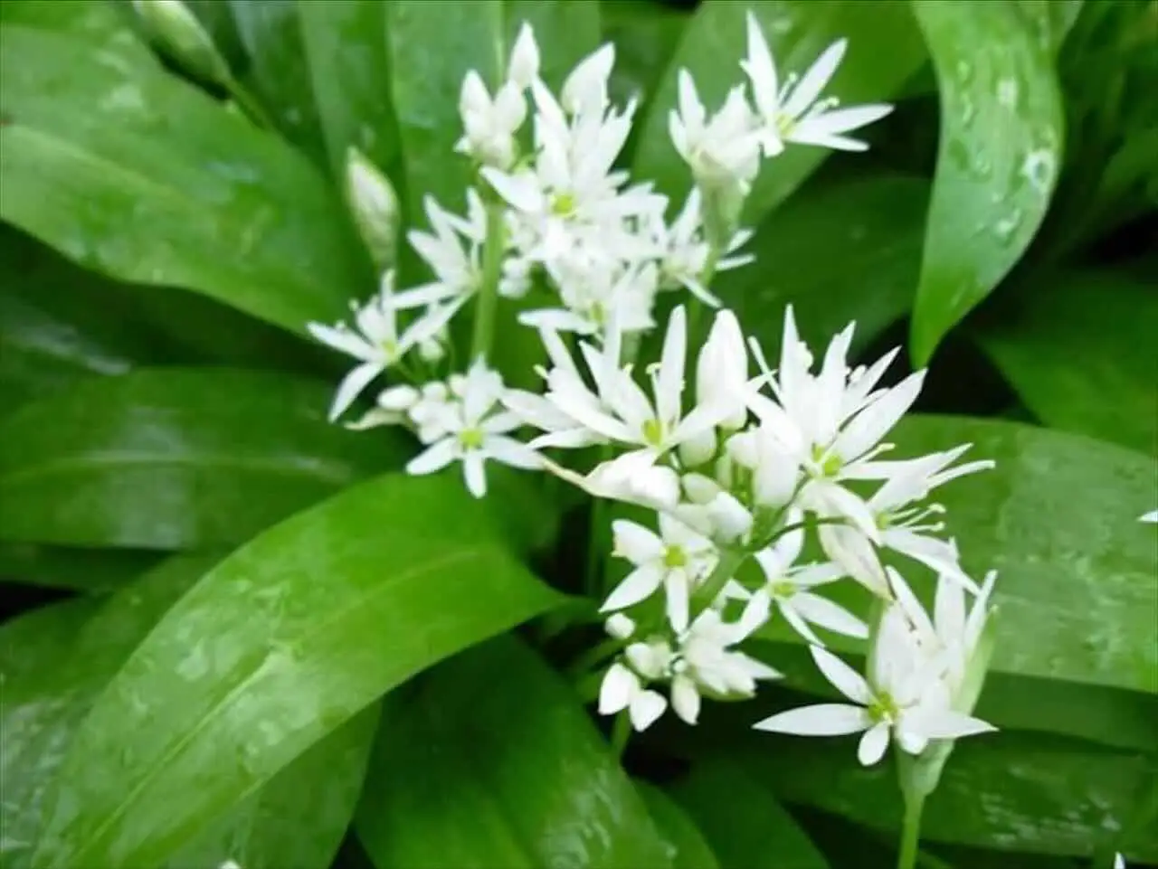 Coltivare l’aglio orsino in vaso: la tendenza green che conquista il 2025