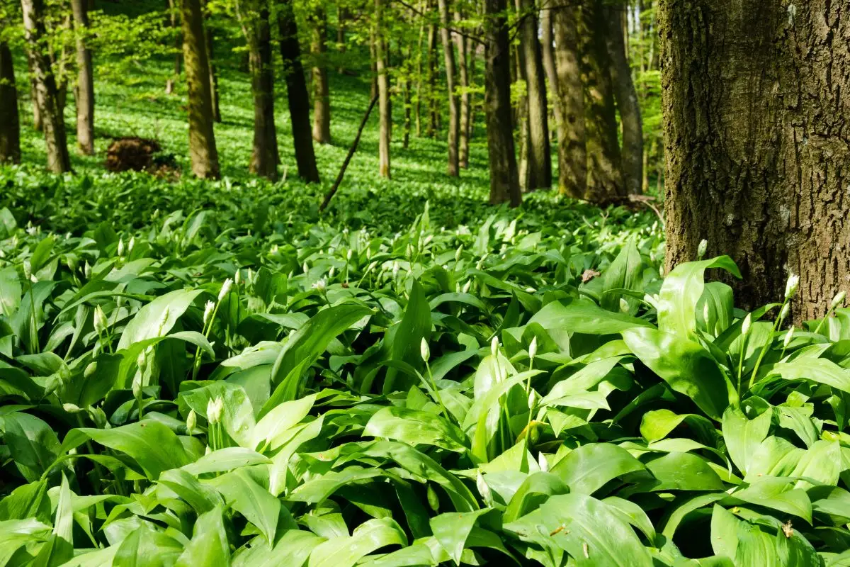 Coltivare l’aglio orsino in vaso: la tendenza green che conquista il 2025 Immagine selezionata