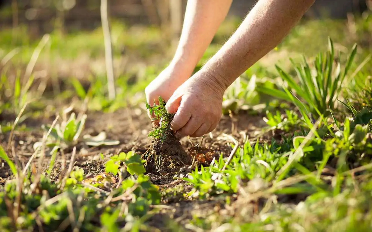Il metodo economico dei giardinieri per rimuovere le erbacce dalle piastrelle