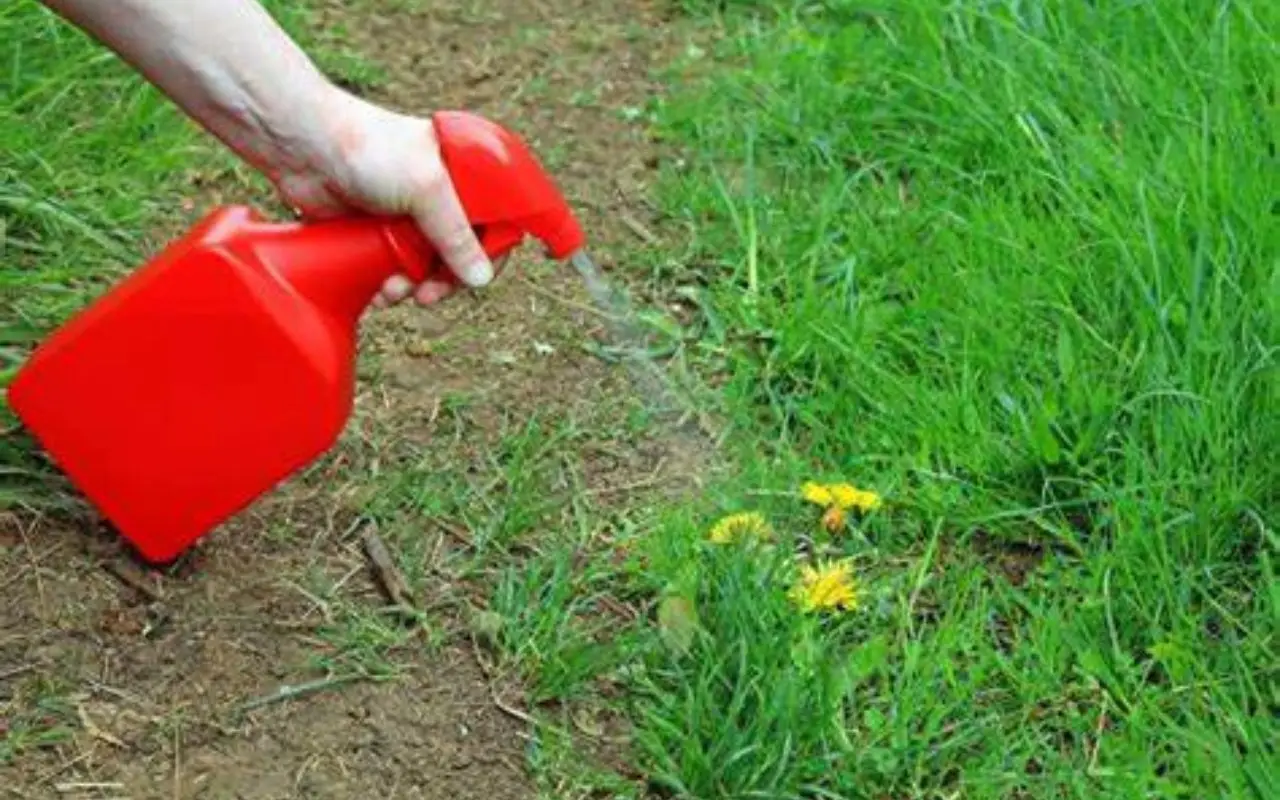 Il metodo economico dei giardinieri per rimuovere le erbacce dalle piastrelle Immagine selezionata