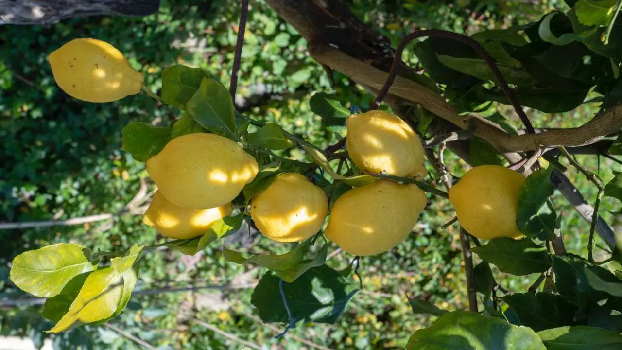 Potatura del limone: tecniche efficaci per aumentare la produzione