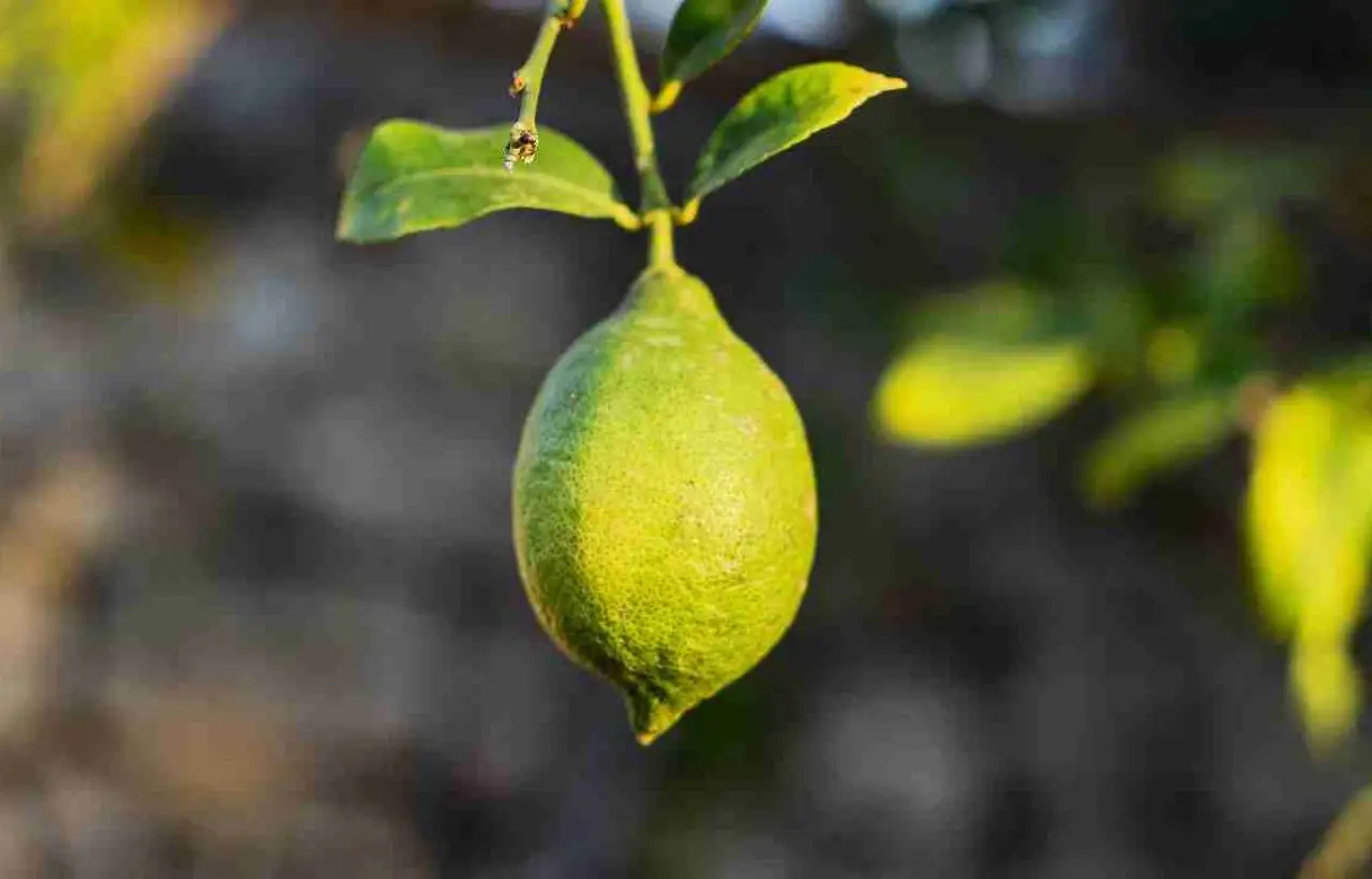Potatura del limone: tecniche efficaci per aumentare la produzione Potatura del limone: tecniche efficaci per aumentare la produzione