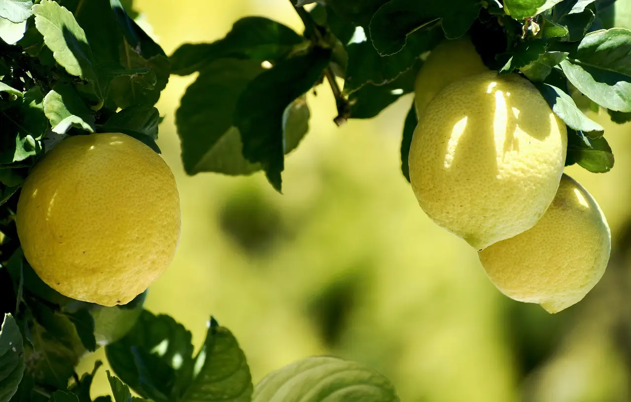 Potatura del limone: tecniche efficaci per aumentare la produzione Potatura del limone: tecniche efficaci per aumentare la produzione