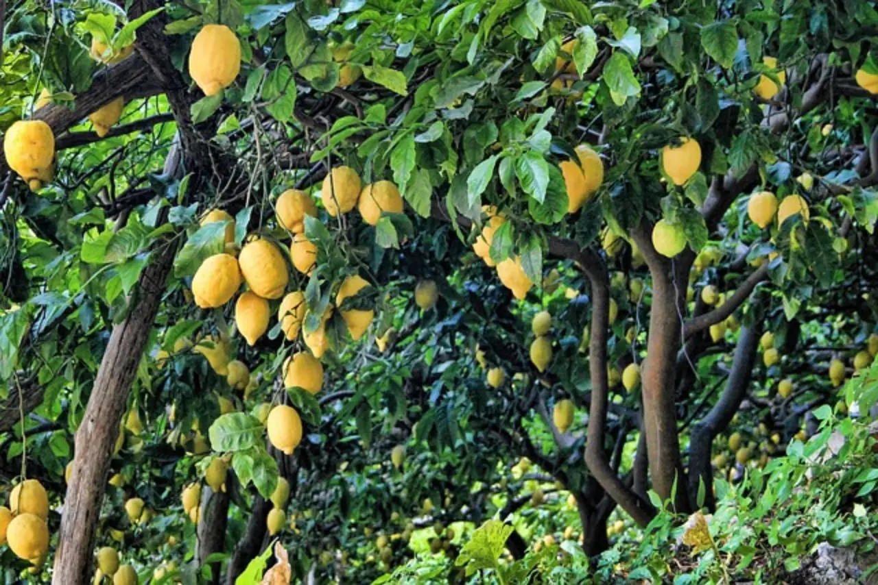 Potatura del limone: tecniche efficaci per aumentare la produzione Potatura del limone: tecniche efficaci per aumentare la produzione