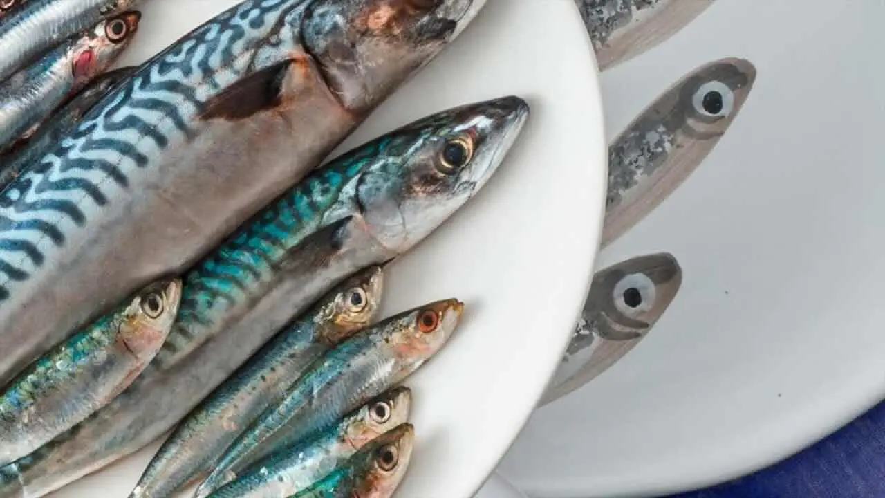 Pesce azzurro in tavola: benefici e consigli per inserire più omega 3 Pesce azzurro in tavola: benefici e consigli per inserire più omega 3